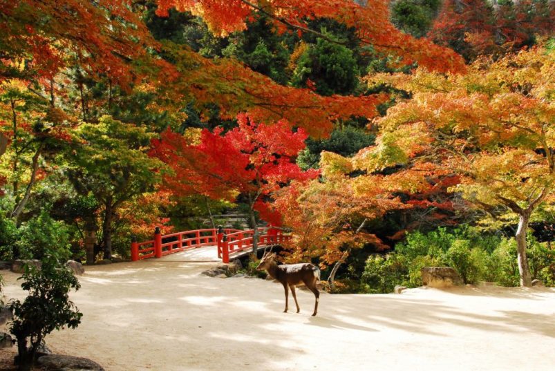 廣島宮島紅葉谷公園一日遊