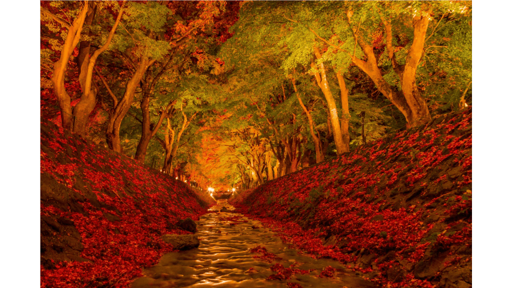 山梨河口湖紅葉迴廊一日遊