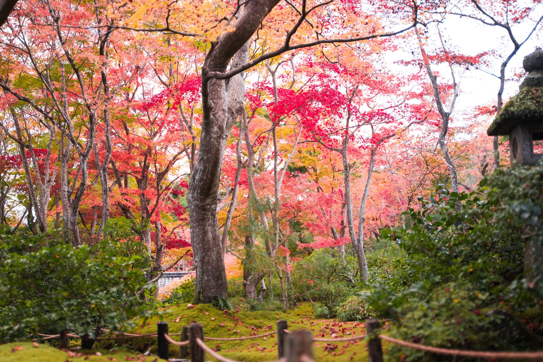 tall trees with red and orange leaves