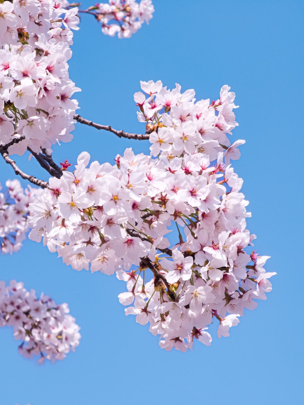 pink cherry blossoms in spring