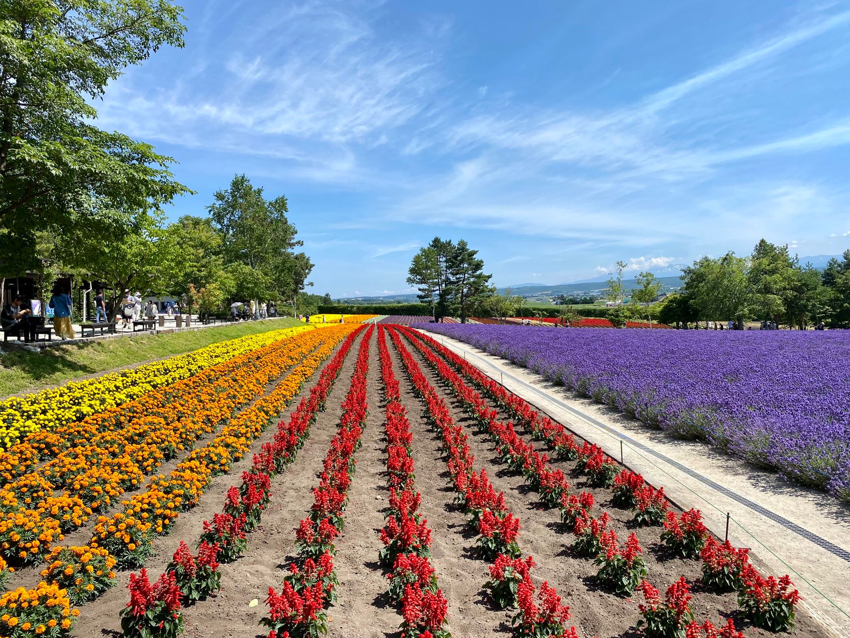red and yellow flower field under blue sky